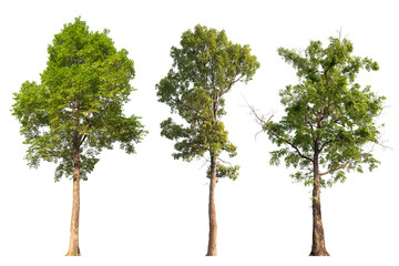 collection tree PNG transparent background 