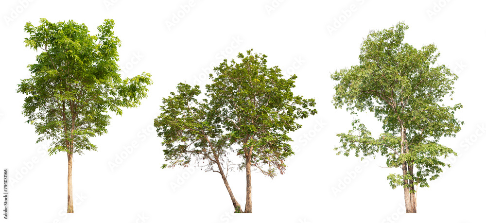 Poster collection tree png transparent background