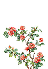 Watercolor Rose Flower Clipart isolated on White Background