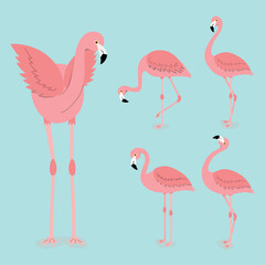 Exotic flamingo set on a blue background. Pink flamingos stand in different poses. Vector illustration