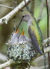 Anna's Hummingbirds © edmundo