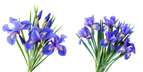 Bunch of purple iris flowers set isolated on white or transparent background. Floral arrangements