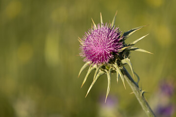 thistle plant in bloom, with its strong pink color and green leaves with thorns, splendid plant in...