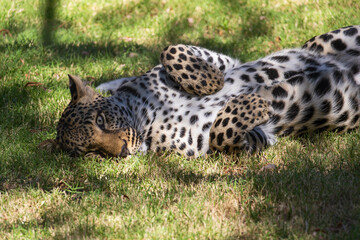 A majestic leopard sitting calmly on green grass, gazing into the distance. The powerful big cat is captured in a natural setting, showcasing its spotted coat and graceful posture. Ideal for wildlife,