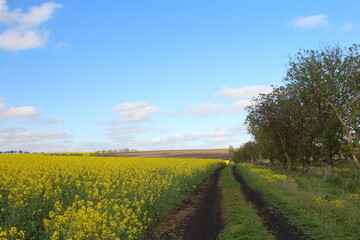 A path through a field of yellow flowers and trees with a sign in the background