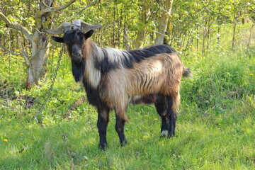 A goat standing in a field