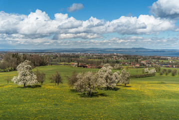 View over a spring meadow with blossoming pear trees to Romanshorn and Lake Constance, Canton of Thurgau, Switzerland