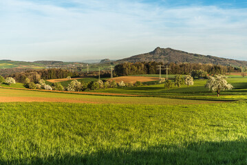Hegau landscape in spring, fields and meadows with blooming fruit trees, view to Hohentwiel and Hohenhewen, Watterdingen, Baden-Wuerttemberg, Germany