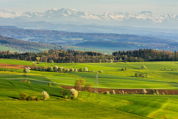 Hegau landscape in spring with the Swiss Alps on the horizon, fields and meadows with blooming fruit trees, Watterdingen, Baden-Wuerttemberg, Germany
