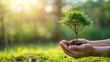 Environment Earth Day in the hands of tree