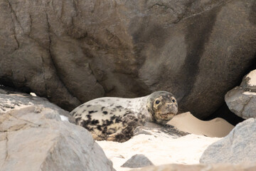 Cute little harbor seal basking in the sun on the beach when I took this picture. The black spots on this white body shows he is just a calf. This little baby has big black eyes and whiskers.