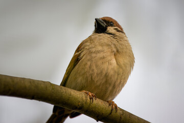 Eurasian tree sparrow sits on the branch and looks toward the camera lens on a cloudy spring evening. Close-up portrait of a tree sparrow with grey background.