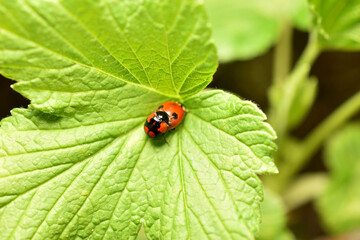 Ladybugs on a green leaf.