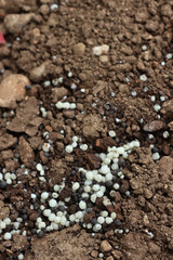 Close-up of white granular fertilizer on a agricultural field on springtime