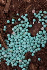Close-up of blue chemical granular fertilizer on a agricultural field on springtime