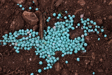 Close-up of blue chemical granular fertilizer on a agricultural field on springtime