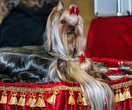 Funny Yorkshire terriers, tiny dogs.