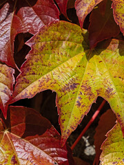 Nahaufnahme der an einer Mauer rankenden bunten Blätter des Wilden Weins (Parthenocissus) - 794050901