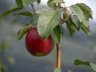 Nahaufnahme eines roten Apfels an einem Apfelbaum