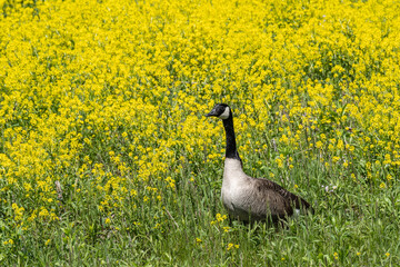 Canada Goose in Yellow Wildflower Meadow