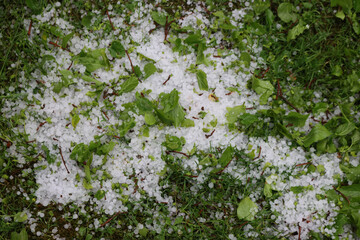Close-up of damaged branches and green leaves with hailstones on green meadow 
