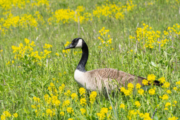 Canada Goose in Yellow Wildflower Meadow
