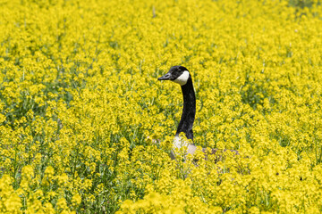 Canada Goose Nesting in Yellow Wildflower Meadow