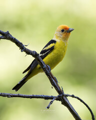 Western Tanager 