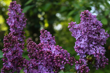 Close-up of Lilac pink blossoms and flowers on branches on springtime. Syringa vulgaris in bloom 