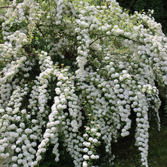 Big Spiraea or Spirea Vanhouttei  bush in bloom with many branches with beautiful white flowers on springtime