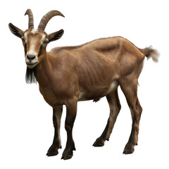 Adult brown goat with horns isolated on transparent background