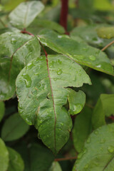 Close-up of Rose bush leaves damaged by hailstones in the garden on springtime