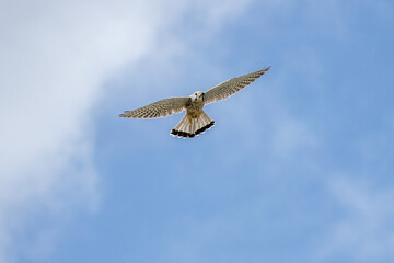 kestrel a bird of prey species belonging to the kestrel group of the falcon family hovering in a blue sky