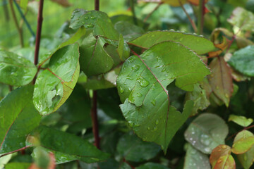 Close-up of Rose bush leaves damaged by hailstones in the garden on springtime