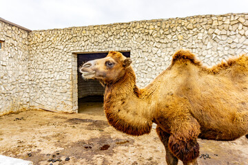 Bactrian Camels during their winter stay at the Reserve in Baku, Azerbaijan before being released and reintroduced into the wild.