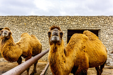 Bactrian Camels during their winter stay at the Reserve in Baku, Azerbaijan before being released...