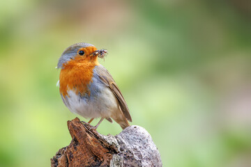 Rotkehlchen mit Insekten im Schnabel