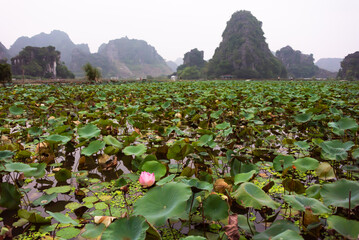 Lotus field in Asia with a footpath in gloomy weather