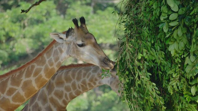 Close up of two reticulated giraffe's (Giraffa reticulata) heads while they feed during the afternoon