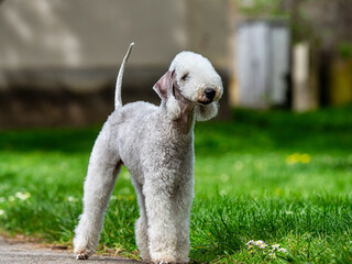 Funny Bedlington Terrier. A dog that looks like a sheep.