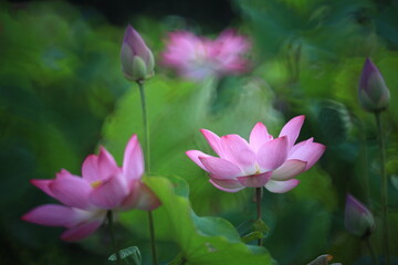Nelumbo Nucifera, also known as sacred lotus, Indian lotus or simply lotus. Lotus plants are...