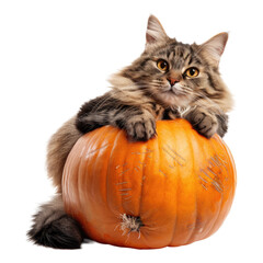 Cat resting on a huge pumpkin isolated on transparent background