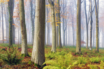 Beech trees in the misty woods near Longleat, Warminster