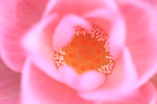 Nelumbo Nucifera, also known as sacred lotus, Indian lotus or simply lotus. Lotus plants are adapted to grow in the flood plains of slow-moving rivers and delta areas