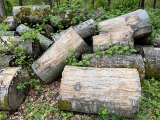 Weathered logs with plants on them