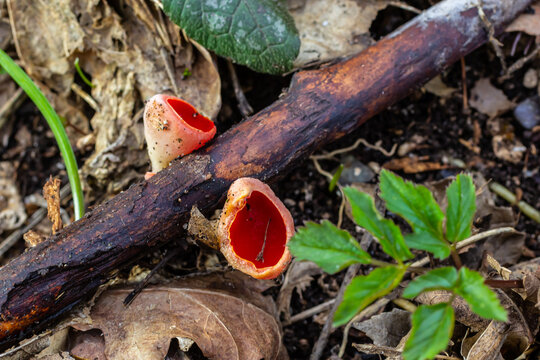 Spring edible red mushrooms Sarcoscypha grow in forest. close up. sarcoscypha austriaca or Sarcoscypha coccinea - mushrooms of early spring season, known as Scarlet elf cup. fresh fungus picking