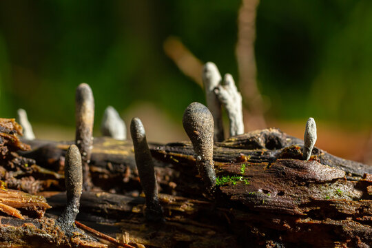 Xylaria hypoxylon is a species of fungus in the family Xylariaceae known by a variety of common names such as the candlestick fungus, the candlesnuff fungus, carbon antlers or the stag's horn fungus