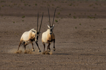 Oryx in Desert