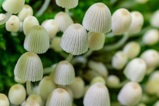 Mycena epipterygia is a species of fungus in the family Mycenaceae of mushrooms commonly found in Europe.It is commonly known as yellowleg bonnet or yellow-stemmed mycena