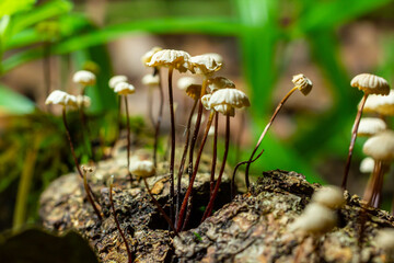 Marasmius rotula, called the pinwheel mushroom, the pinwheel marasmius, the little wheel, the collared parachute, or the horse hair fungus